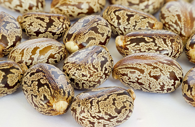 Castor Bean oil (image for) Castor Bean oil